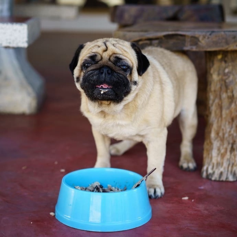 As 10 Melhores Rações Para Pug de 2024: Premier Pet, Guabi e muito mais!