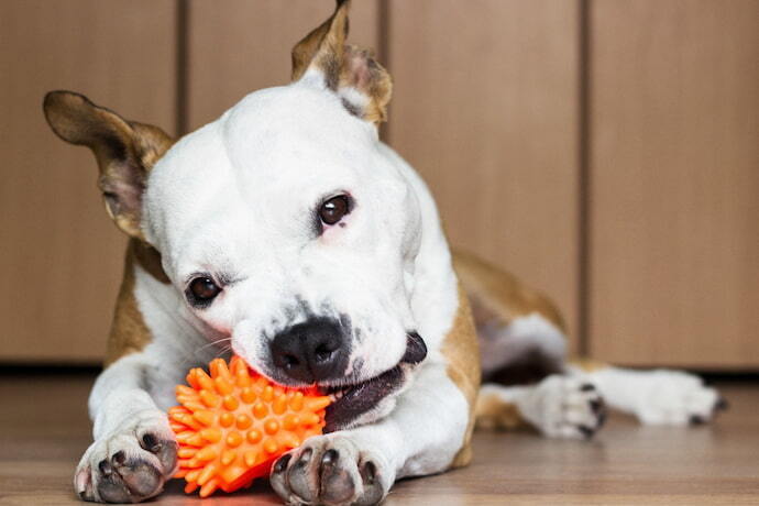 Cachorro mordendo bola laranja