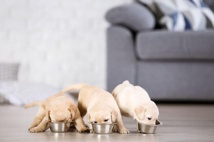 Três filhotes de labrador comendo ração