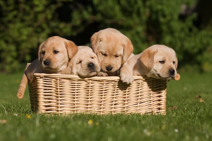 Quatro filhotes de labrador dentro de cesta em um parque