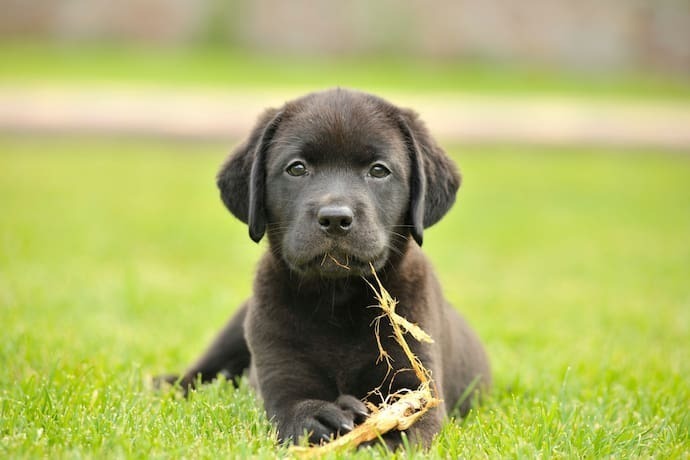 Filhote de labrador preto deitado na grama