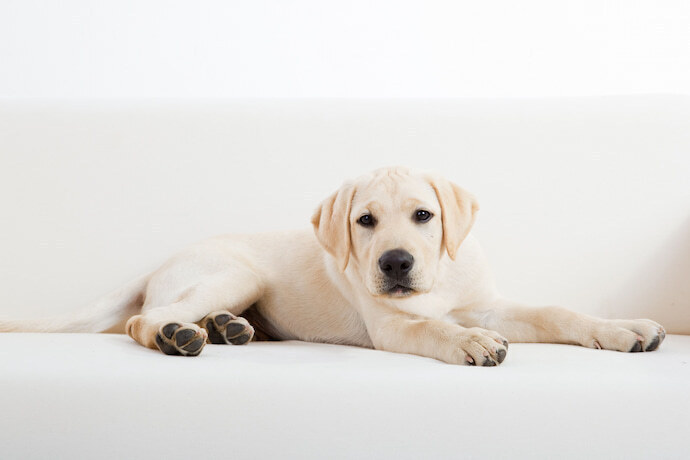 Filhote de labrador deitado em sofá