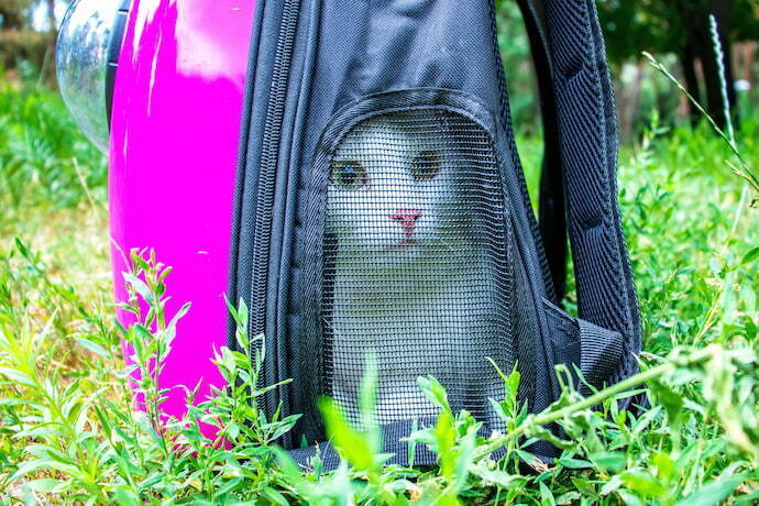 Gato na mochila para gatos transparente