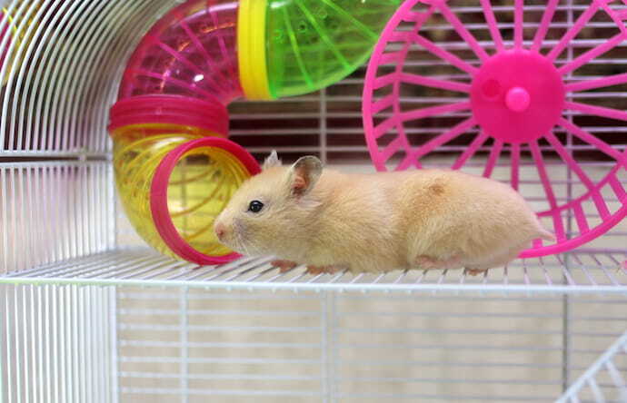 Gaiola de hamster