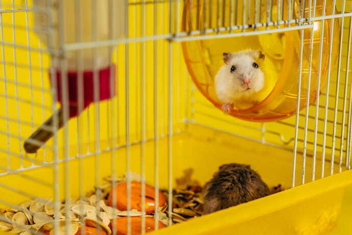 Gaiola de hamster