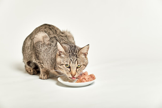 Gato comendo Sachê para gato