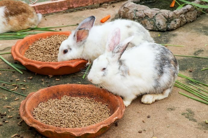 Coelhos comendo