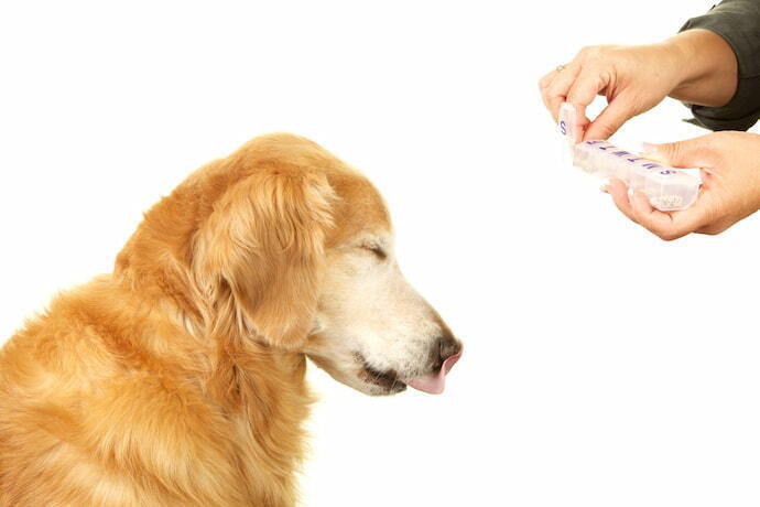 Cachorro não querendo tomar probiótico.