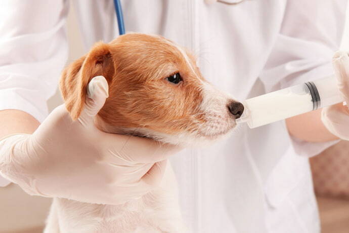 Veterinário probióticos para filhote de cachorro.