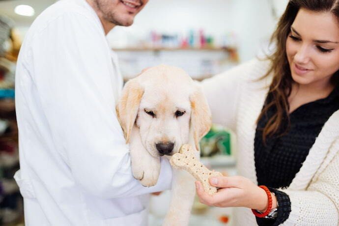 Mulher dando probióticos para cachorro enquanto veterinário segura ele.