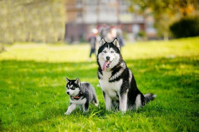 Cachorro adulto e filhote correndo em quintal.