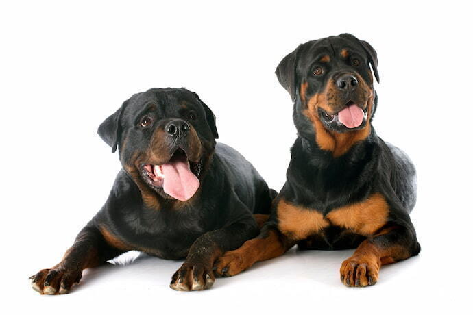 Dois rottweilers em fundo branco