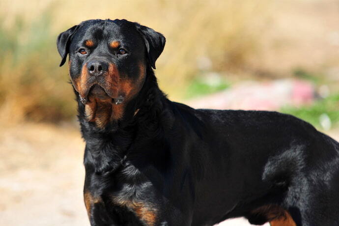 Rottweiler