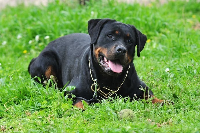 Rottweiler na grama