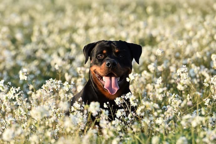 Rottweiler em meio a flores