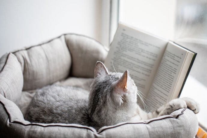 Gato em cima de um livro