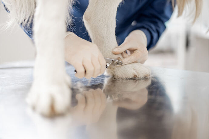 Pessoa cortando a unha de um cachorro