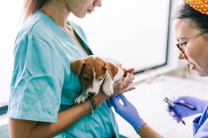 Pessoa segurando um cachorro para cortar suas unhas