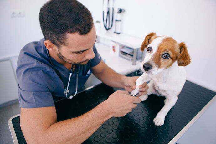 Pessoa cortando a unha de um cachorro