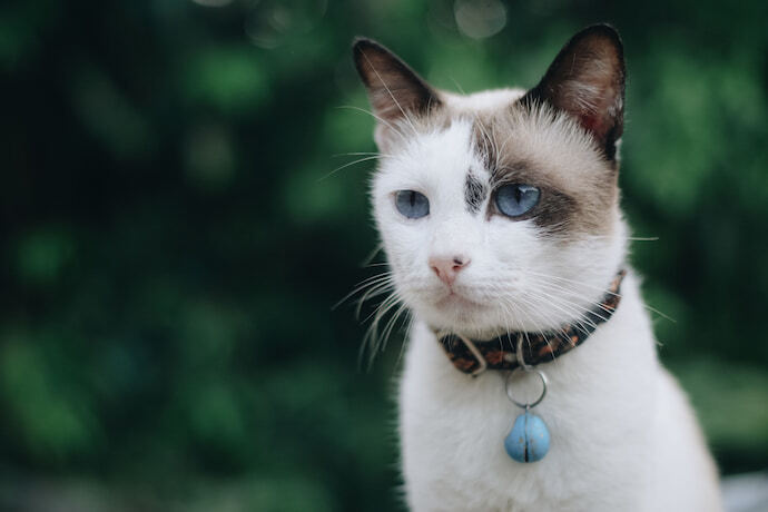 Gato usando coleira