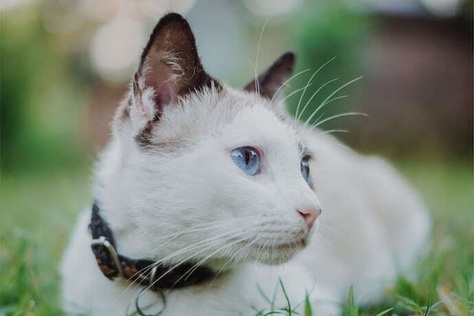 Gato usando coleira