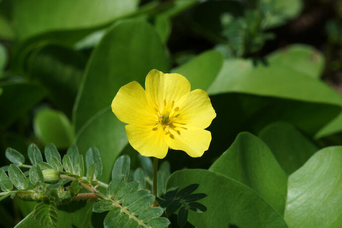 Tribulus Terrestris