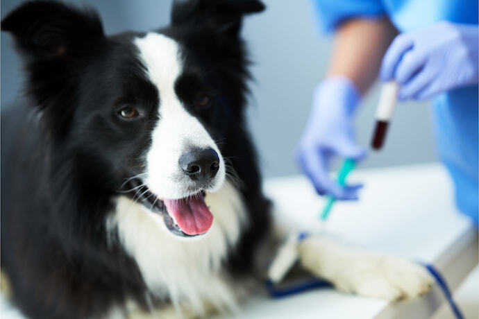 Cachorro no veterinário