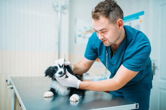 Cachorro no veterinário