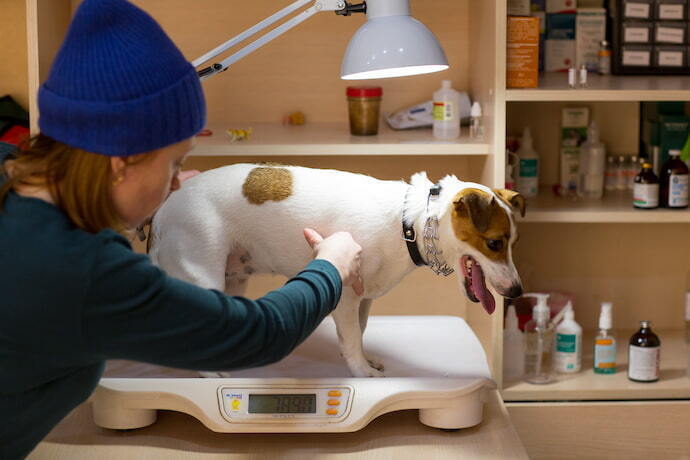 Cachorro no veterinário