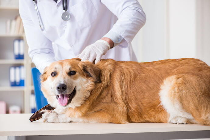 Cachorro no veterinário