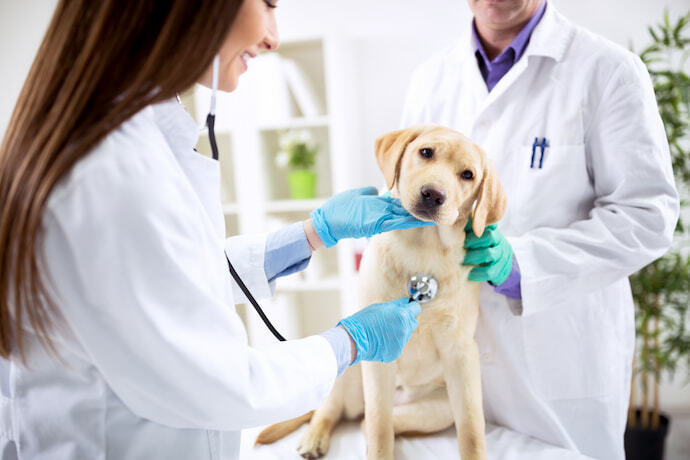 Cachorro no veterinário