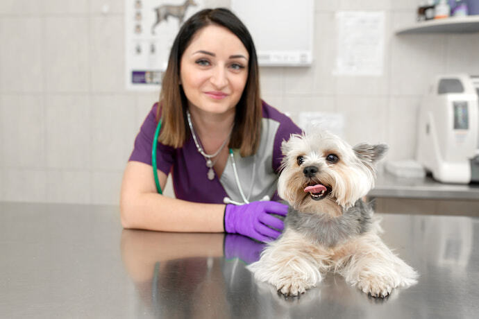 Cachorro no veterinário