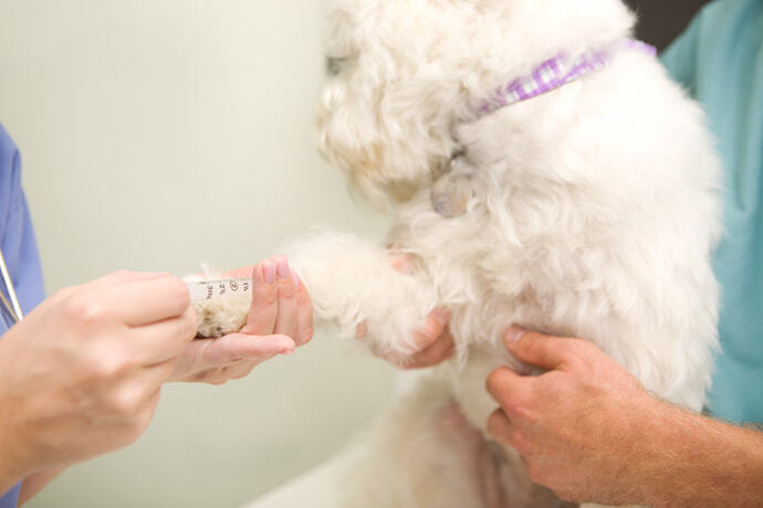 Cachorro no veterinário