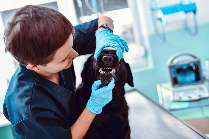 Cachorro no veterinário