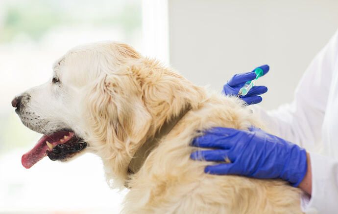 Cachorro no veterinário