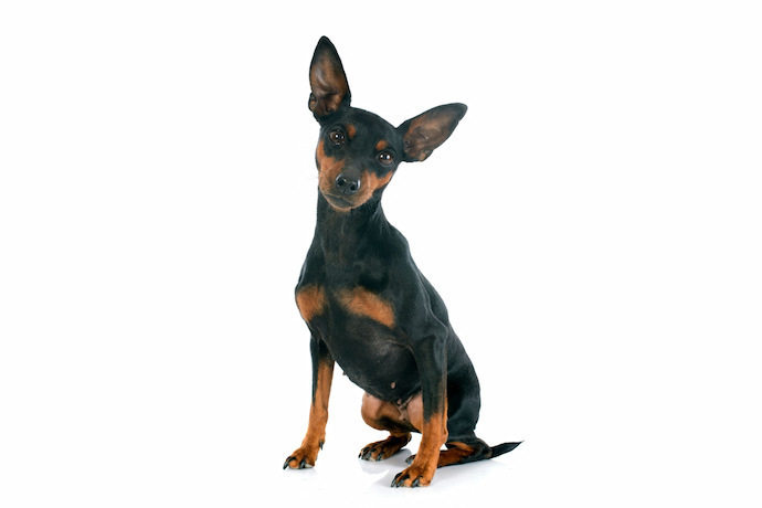 Pinscher