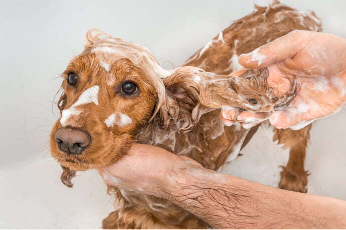 Cachorro tomando banho 