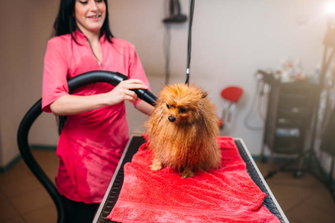 Secando cachorro com secador profissional