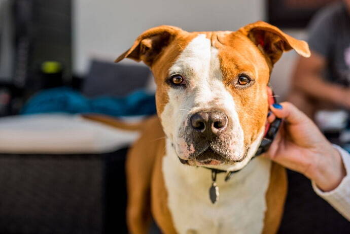 Cachorro olhando para a câmera 