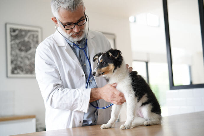 Cachorro no veterinário 