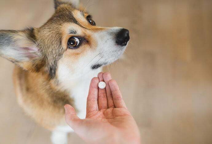 Cachorro e remédio de comprimido 