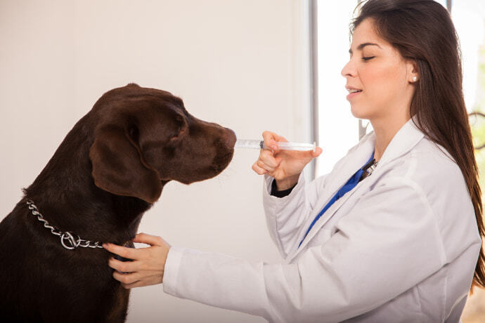 Cachorro tomando remédio 