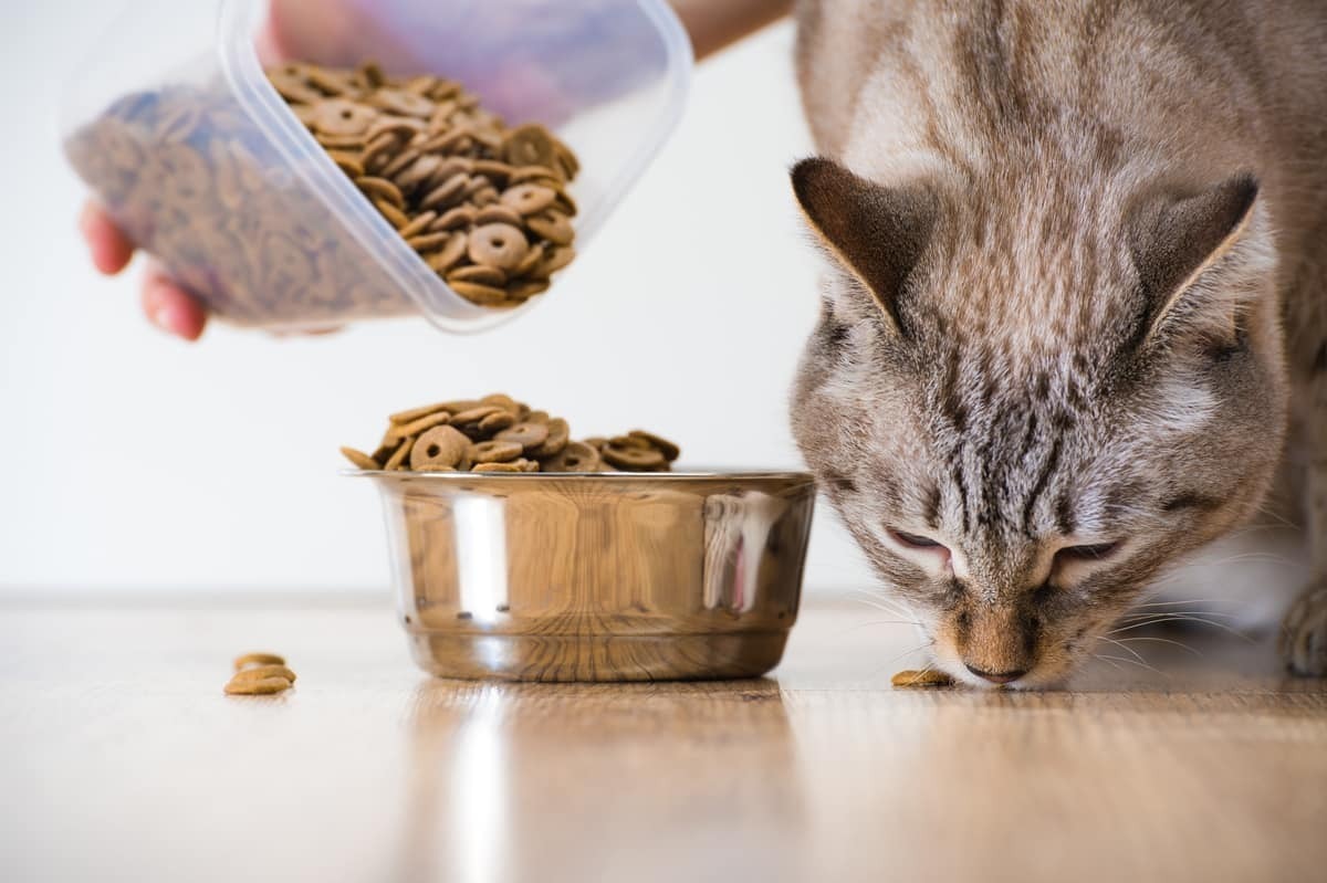 Pessoa colando ração para gato 