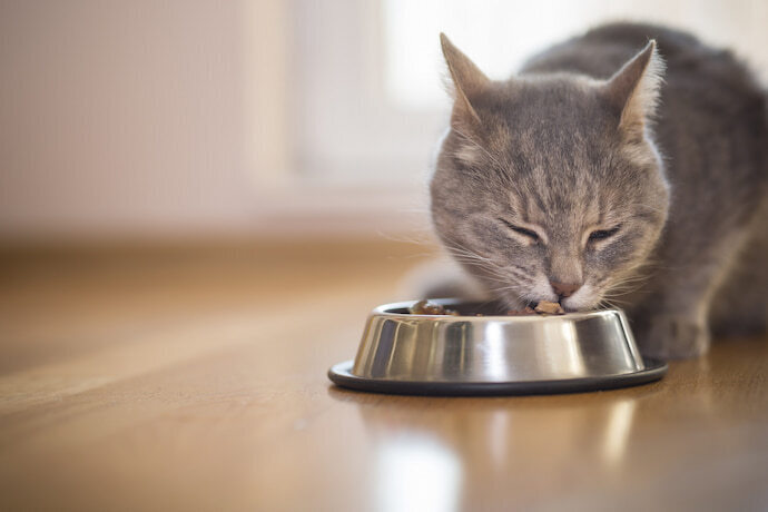 Gato comendo 