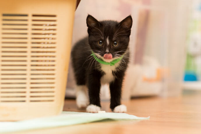 Gatinho preto e branco com uma coleira verde de antipulgas.