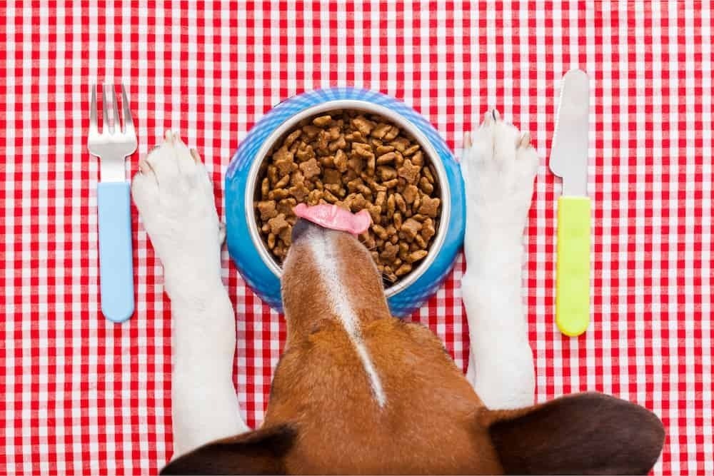 Cachorro comendo ração sobre mesa 