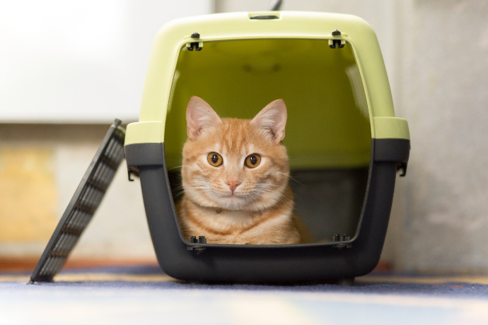 Gato deitado dentro de uma caixa de transporte