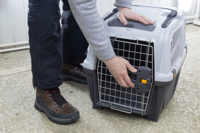 Indivíduo manuseando uma caixa de transporte para gatos