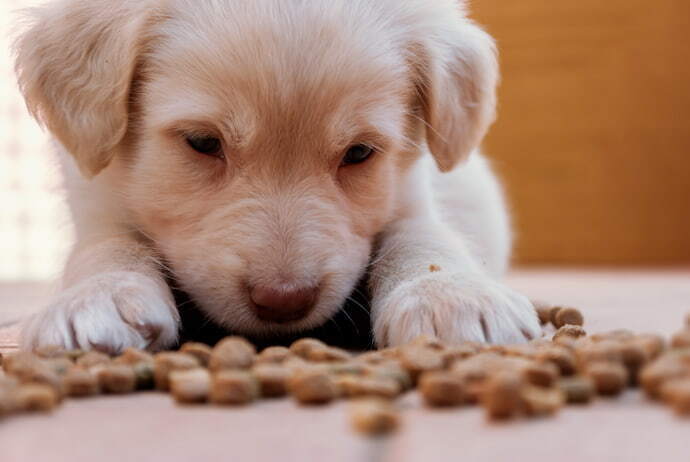 Filhote de cachorro comendo