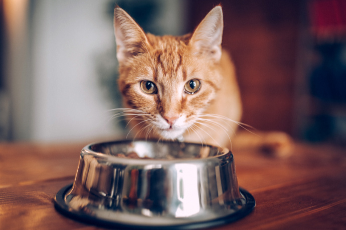 Gato próximo de uma vasilha com ração